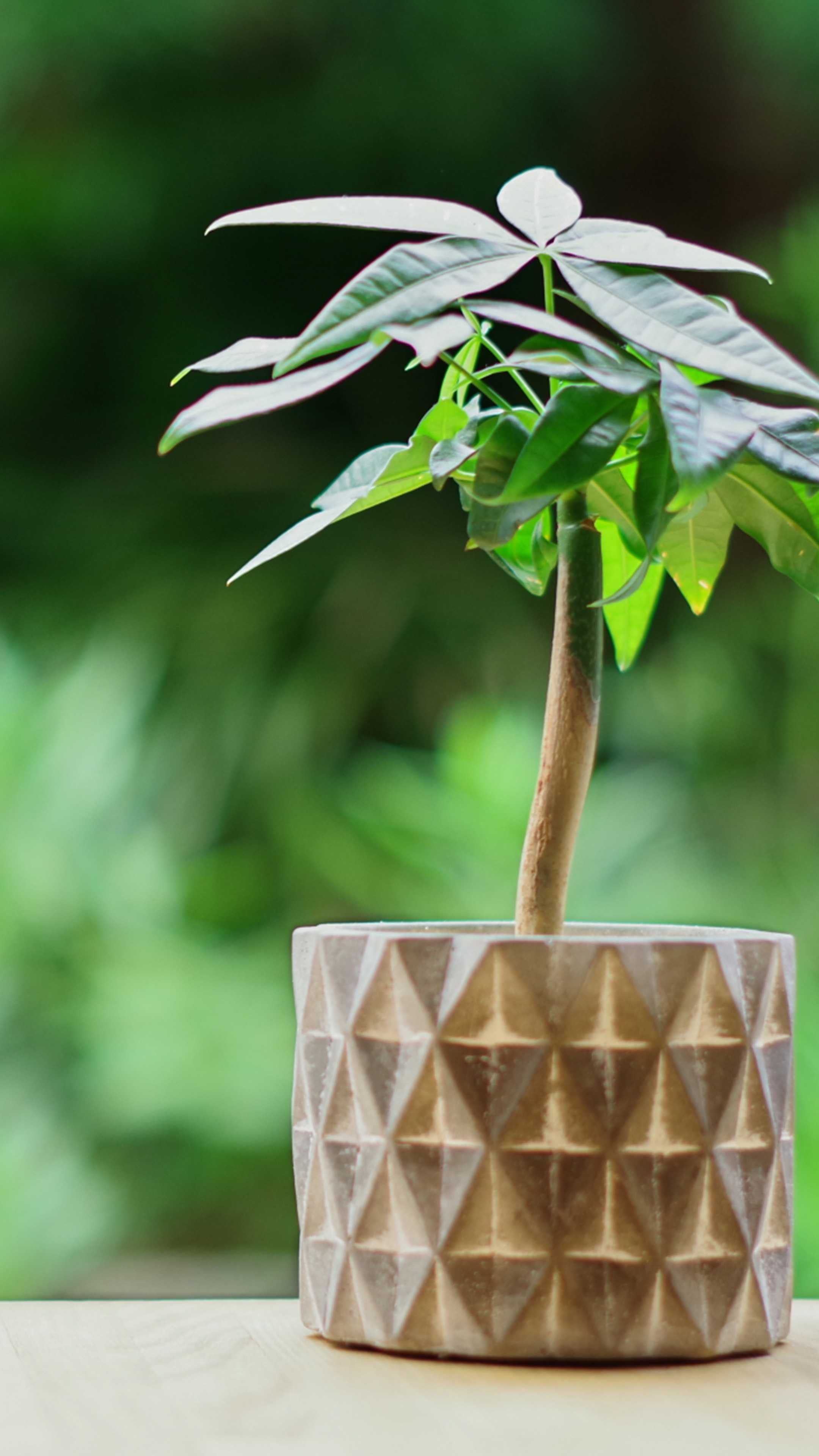 金運アップする観葉植物 最強金運アップ待ち受け画像、宝くじ高額当選！？ 大金神社