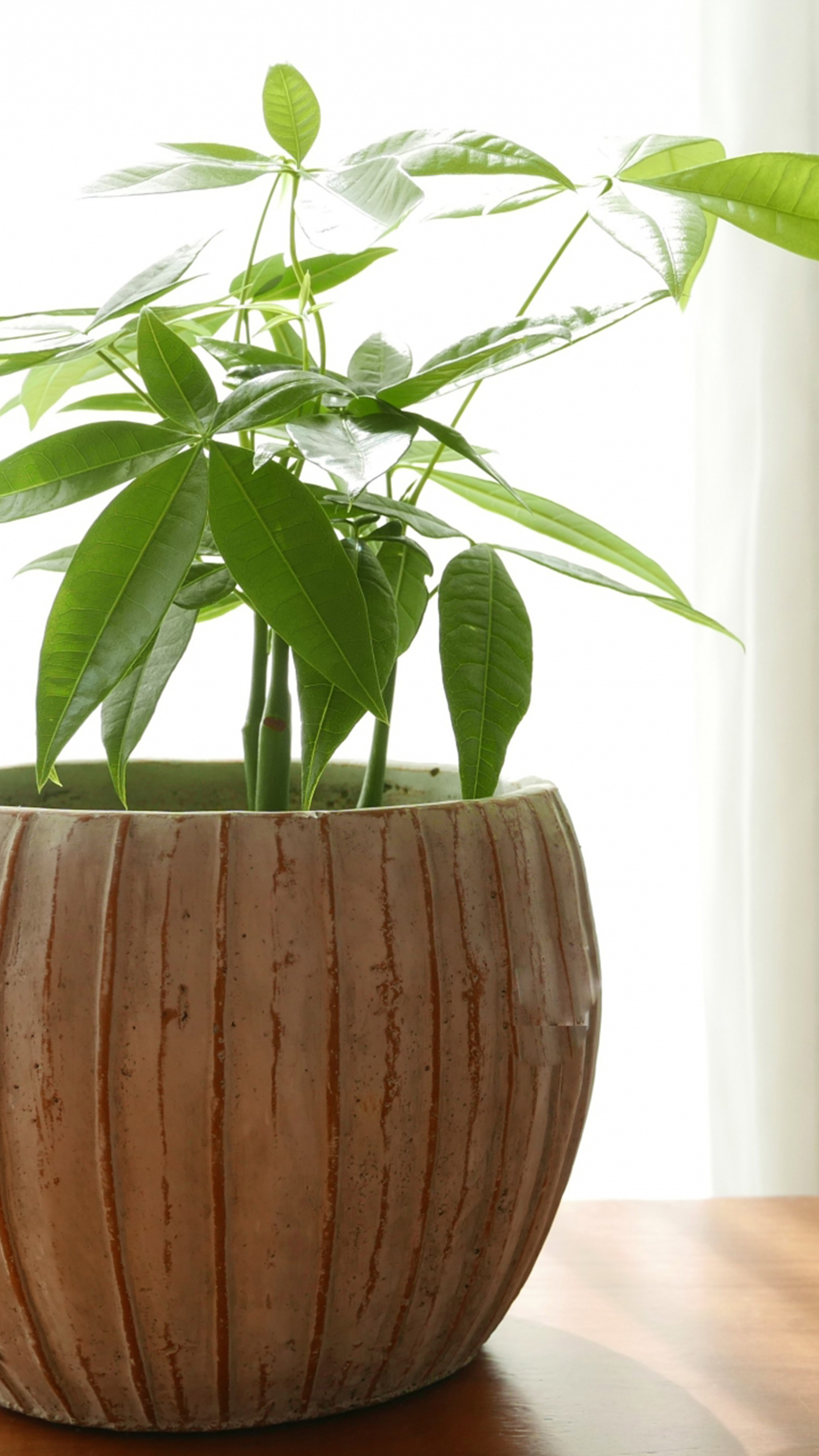 金運アップする観葉植物 最強金運アップ待ち受け画像、宝くじ高額当選！？ 大金神社