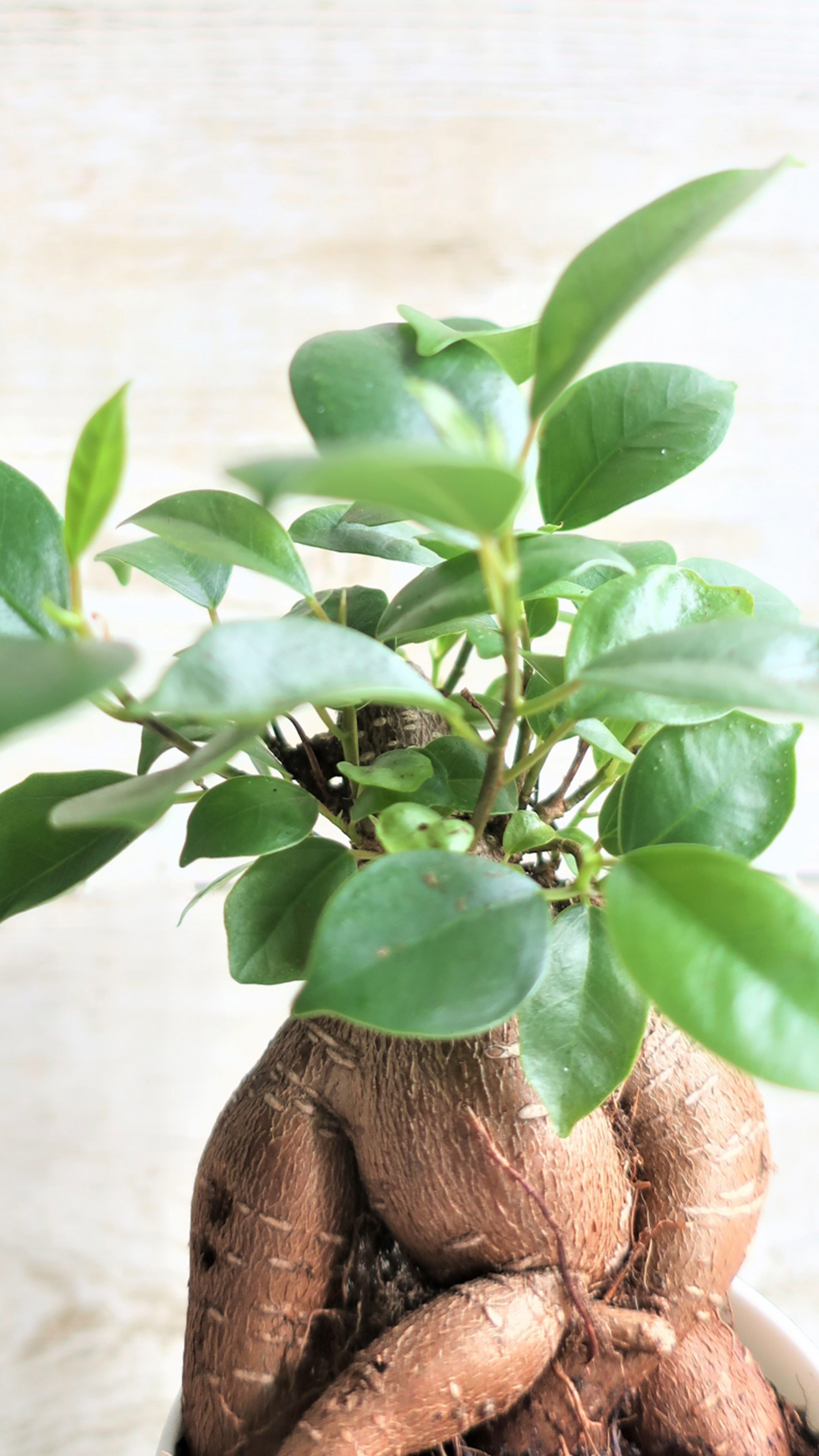 金運アップする観葉植物 最強金運アップ待ち受け画像、宝くじ高額当選！？ 大金神社