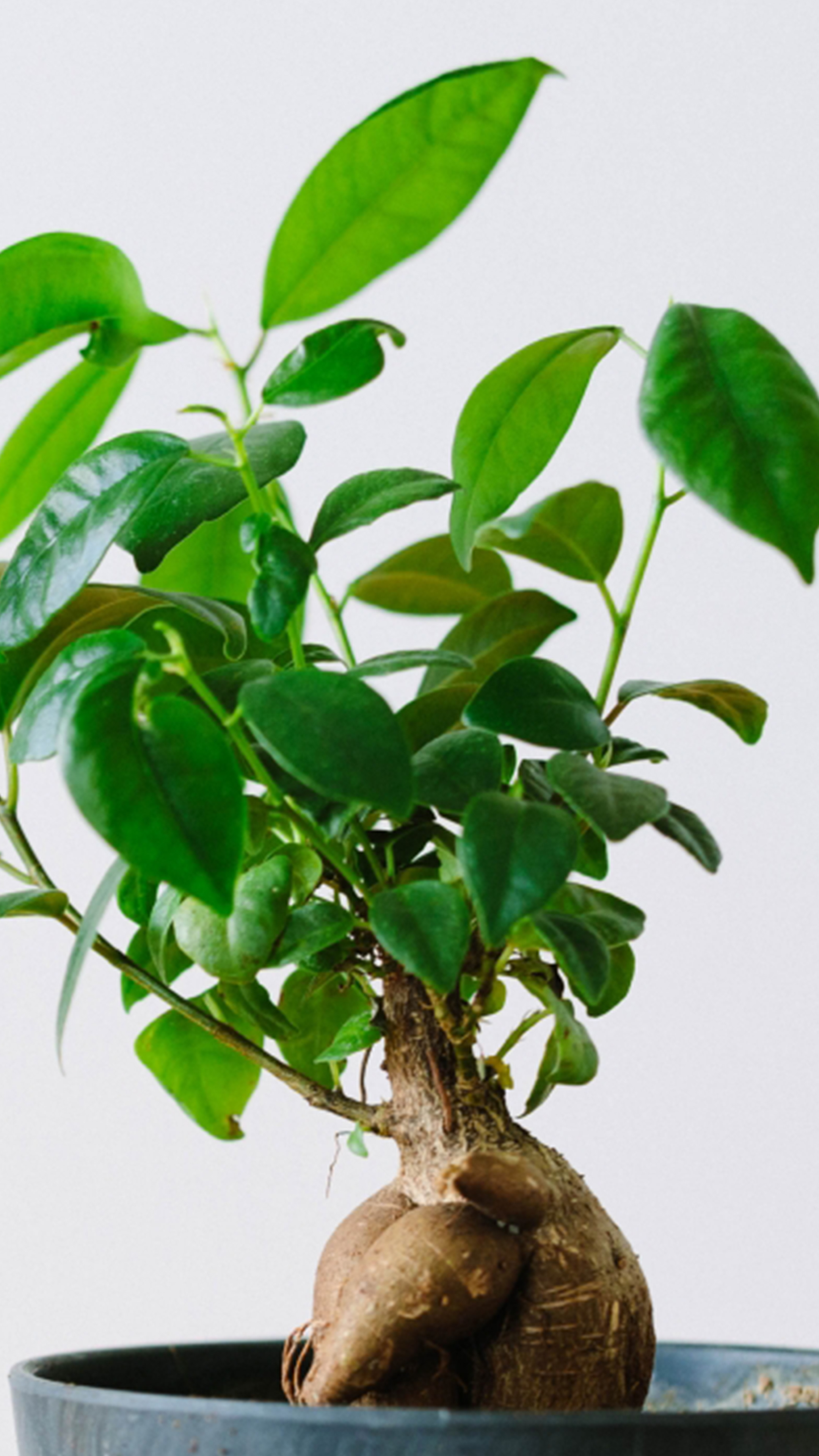 金運アップする観葉植物 最強金運アップ待ち受け画像、宝くじ高額当選！？ 大金神社