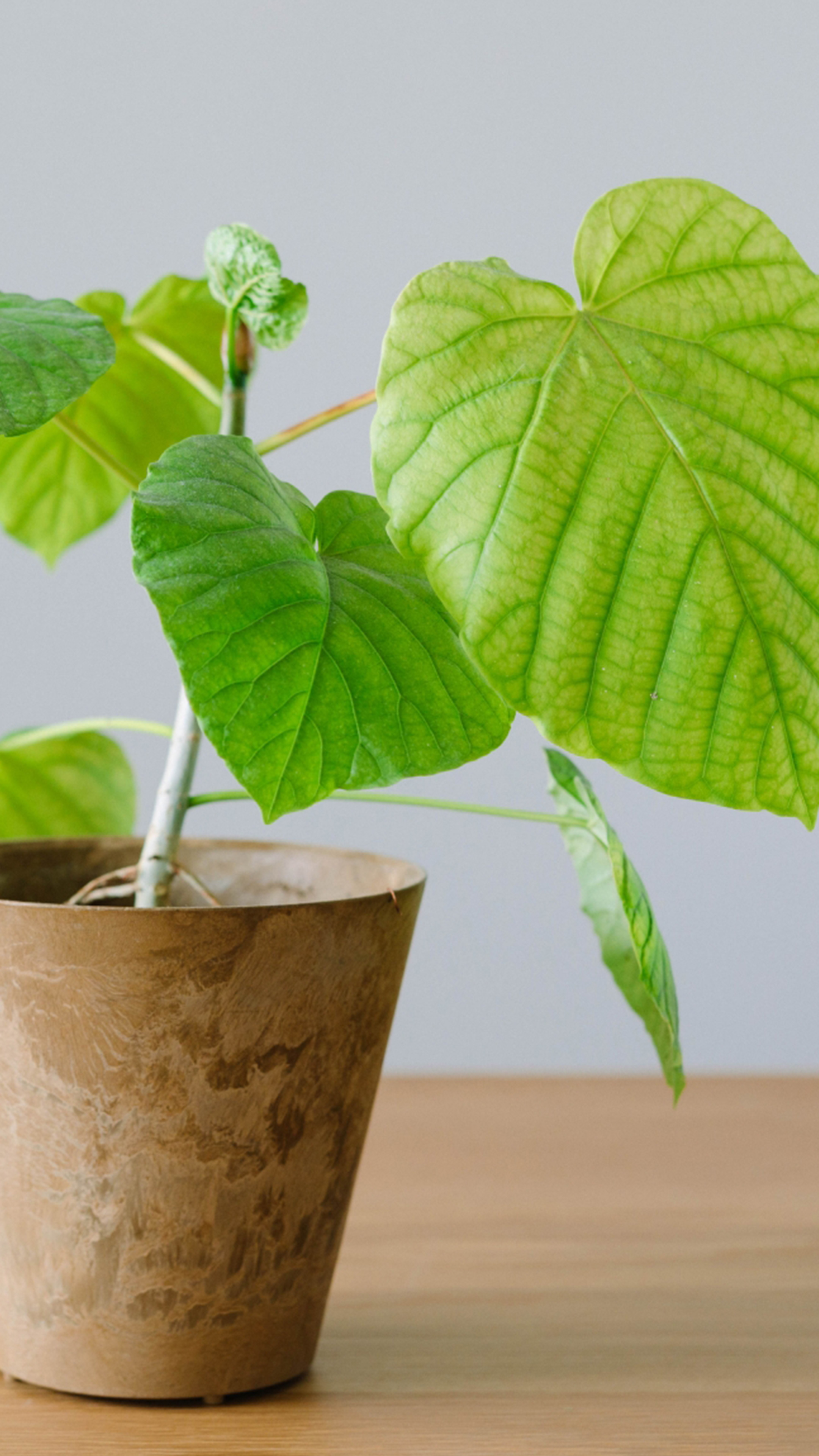 金運アップする観葉植物 最強金運アップ待ち受け画像、宝くじ高額当選！？ 大金神社