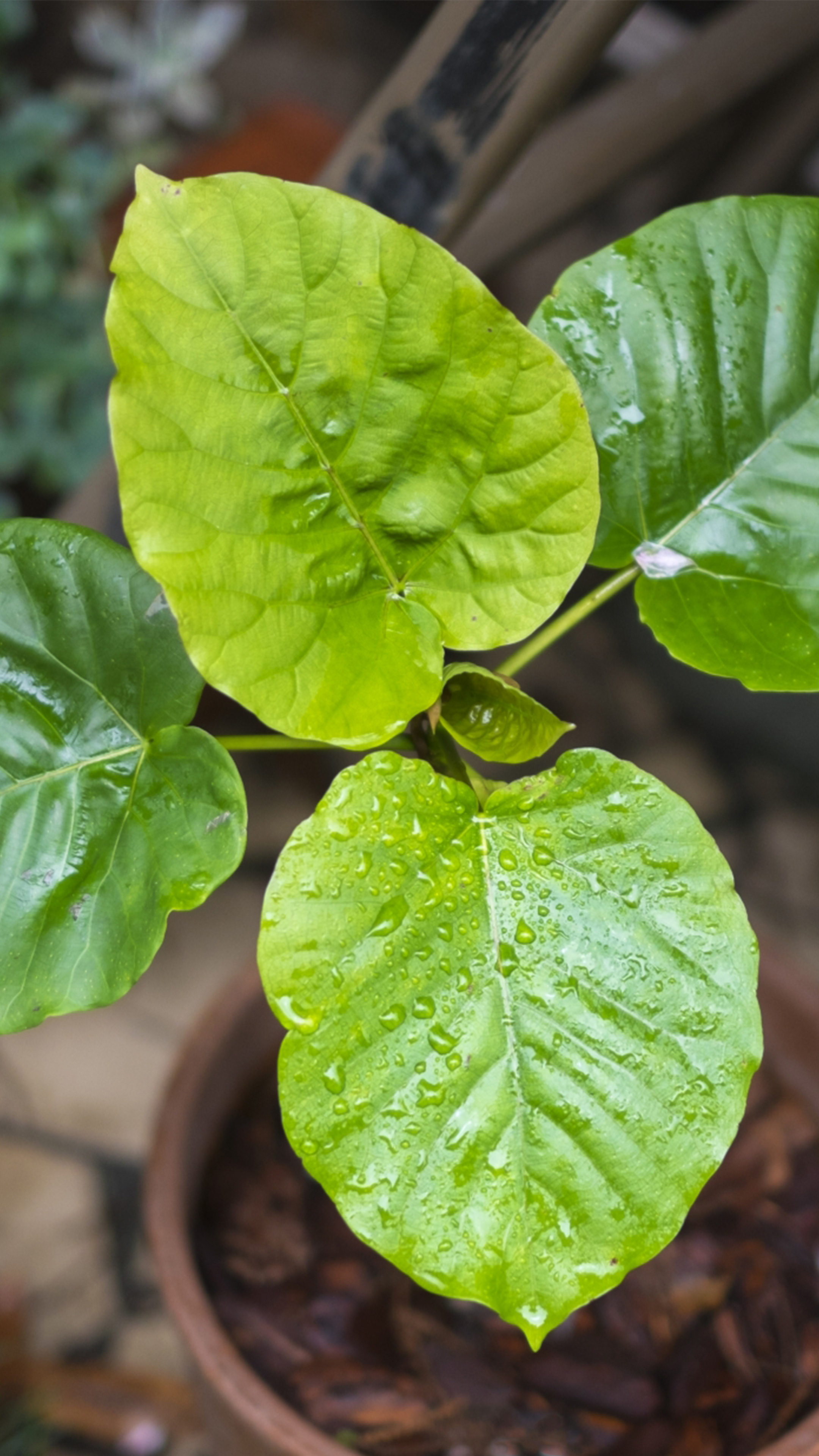 金運アップする観葉植物 最強金運アップ待ち受け画像、宝くじ高額当選！？ 大金神社